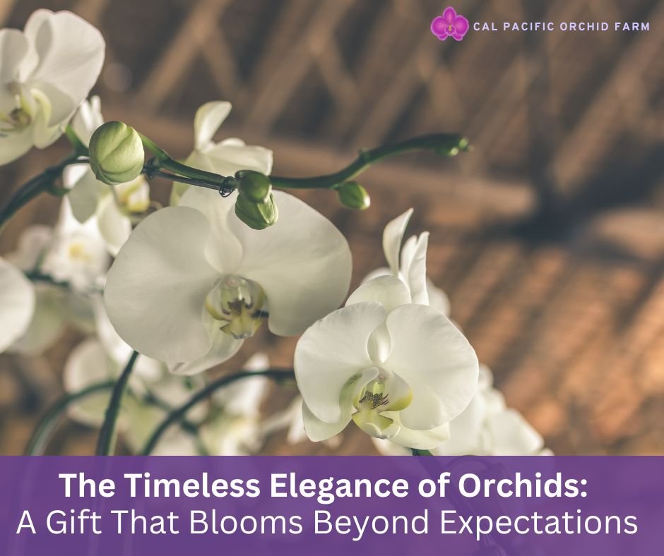 Seasonal Orchid Care Guide: Nurturing Blooms Throughout the Year