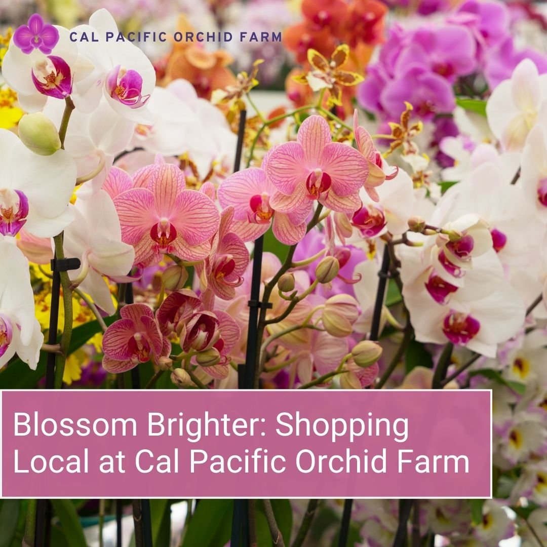 Shopping Local and Cal Pacific Orchid Farm