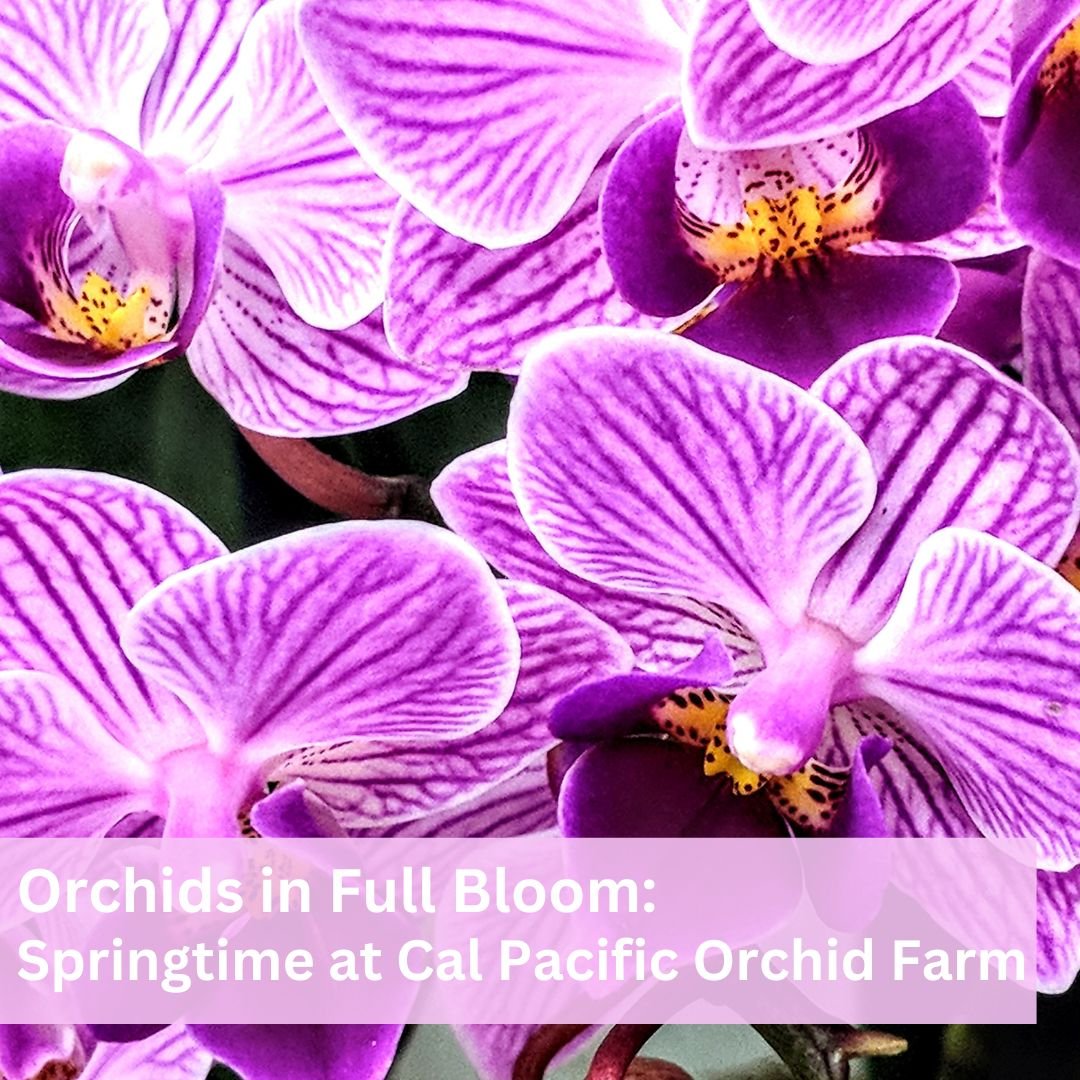 Cal Pacific Orchid Farm - April Blog - Renweww